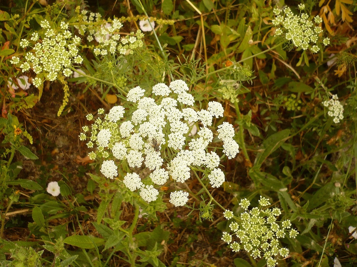 Ammi majus (Apiaceae)